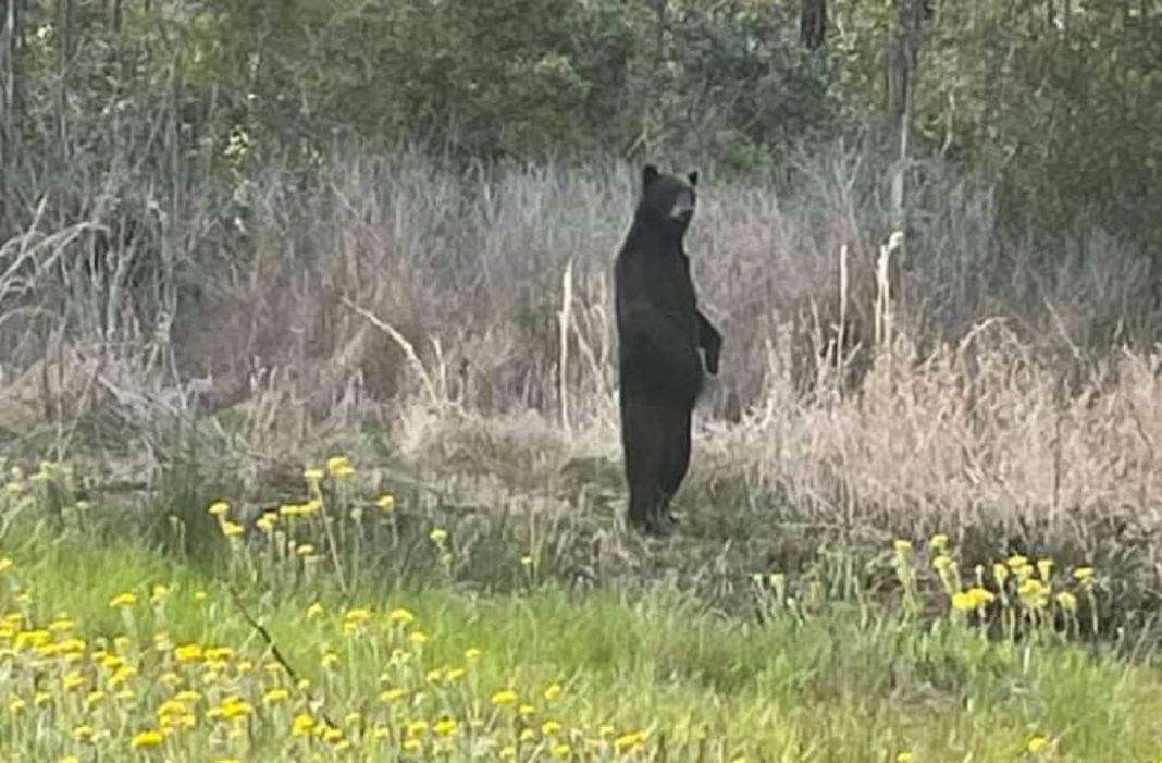 oso-parado-como-humano