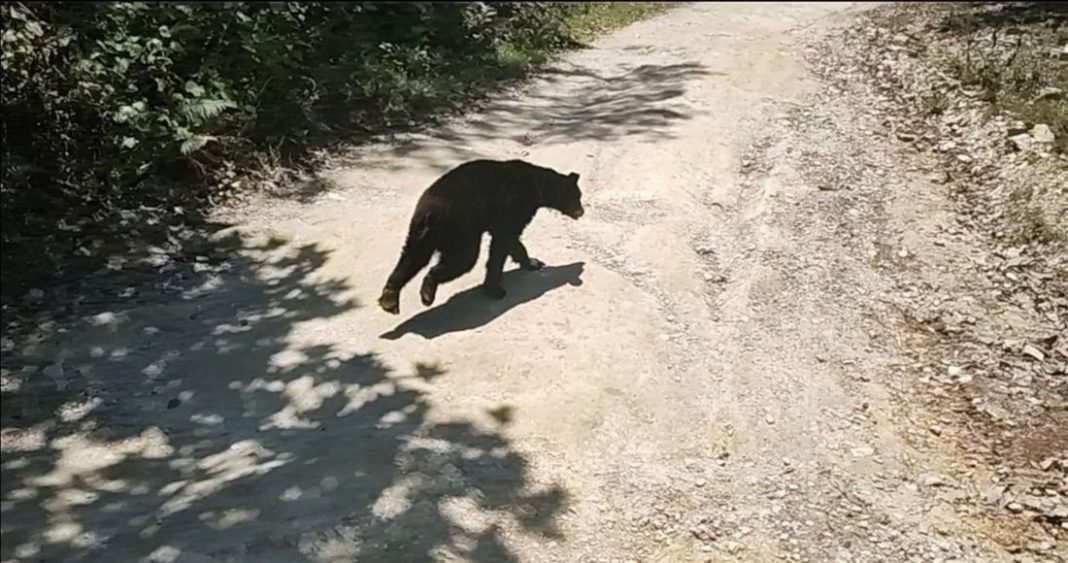 oso-negro-en-monterrey