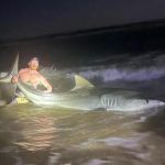 Un tiburoncito en la Isla del Padre