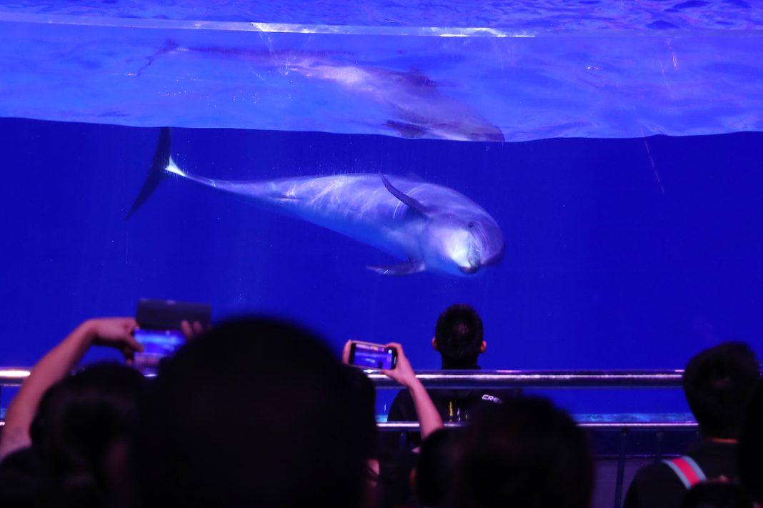 Chinese Celebrate National Day