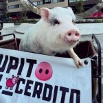 Él es Lupito el cerdito que lleva el cine a los municipios más alejados de Puebla