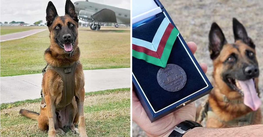 perrito-heroe-salvo-incontables-vidas-tras-oler-bombas-de-terrositas-demostro-evidente-valentia