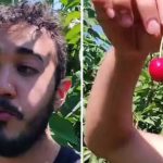 Mexicano abandona su trabajo para ganar 3 mil pesos diarios recolectando cerezas en Canadá