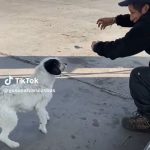 Perrito se vuelve viral por robarle el desayuno a un trabajador