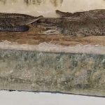 Hombre se viraliza por trabajar lavando estanques de feroces cocodrilos: «me apasiona lo que hago»