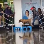 Ponen una fila de bancos para que un perrito cruce y no se moje