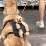 Perro pasea en una mochila a su cachorro