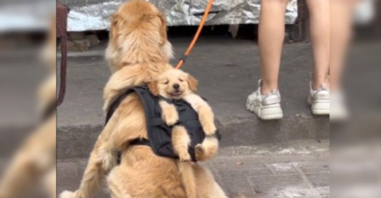 f768x400-786825_830728_0