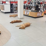 Empresario mexicano ordenó que perritos sin hogar se refresquen del calor en sus tiendas
