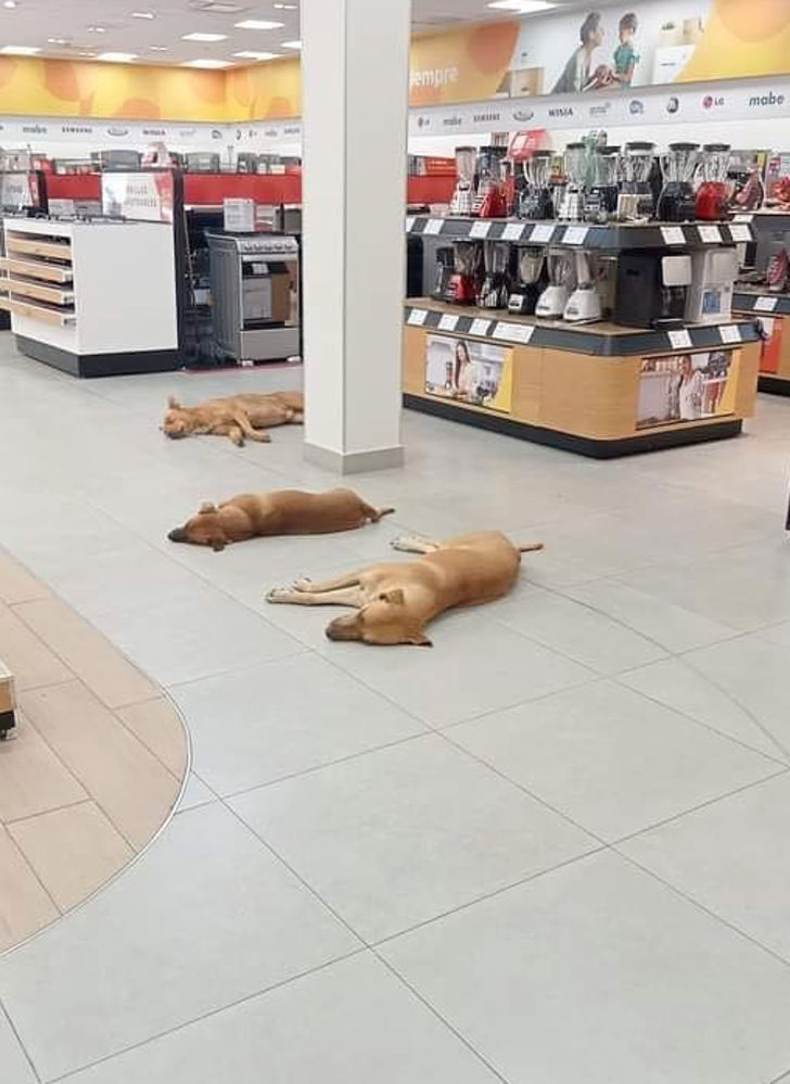 empresario-ordeno-perritos-callejeros-refrescquen-tienda0-2