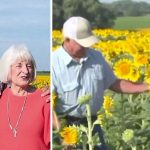 Plantó más de un millón de girasoles para su esposa en su aniversario nº 50