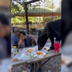 Un oso negro llega a parque Chipinque en San Pedro Garza García