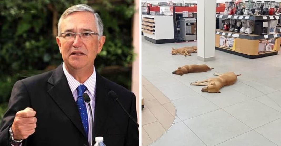 portada-empresario-mexicano-odeno-perritos-sin-hogar-se-refresquen-tienda