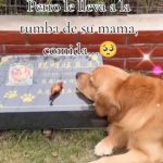 Perrito enternece las redes por llevar comida a la tumba de otro lomito