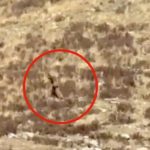 Captan extraña criatura caminando por las montañas de Colorado