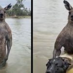 Un perro estaba siendo ‘ahogado’ por este canguro pero un hombre lo logra salvar