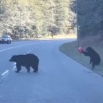 Lo más tierno para iniciar la semana: osito paraliza carretera por jugar con un globo