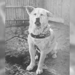 Fiel Hachiko perrito cuya historia inspiró filme clásico, cumple 100 años