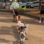 Adulto mayor enternece las redes al pasear en tren de patinetas a sus perritos