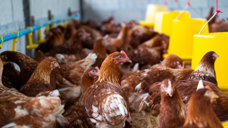 f960x540-865094_939169_0