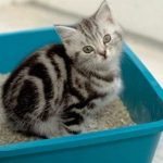 Anciana hereda millonaria fortuna a mininos porque sus hijos la abandonaron