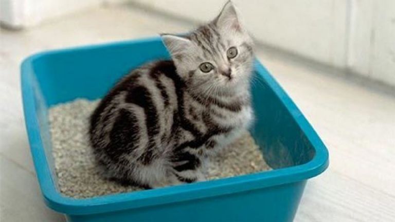 f768x1-827285_827412_5725