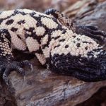 Hombre muere tras ser mordido una mascota que tenia ilegalmente