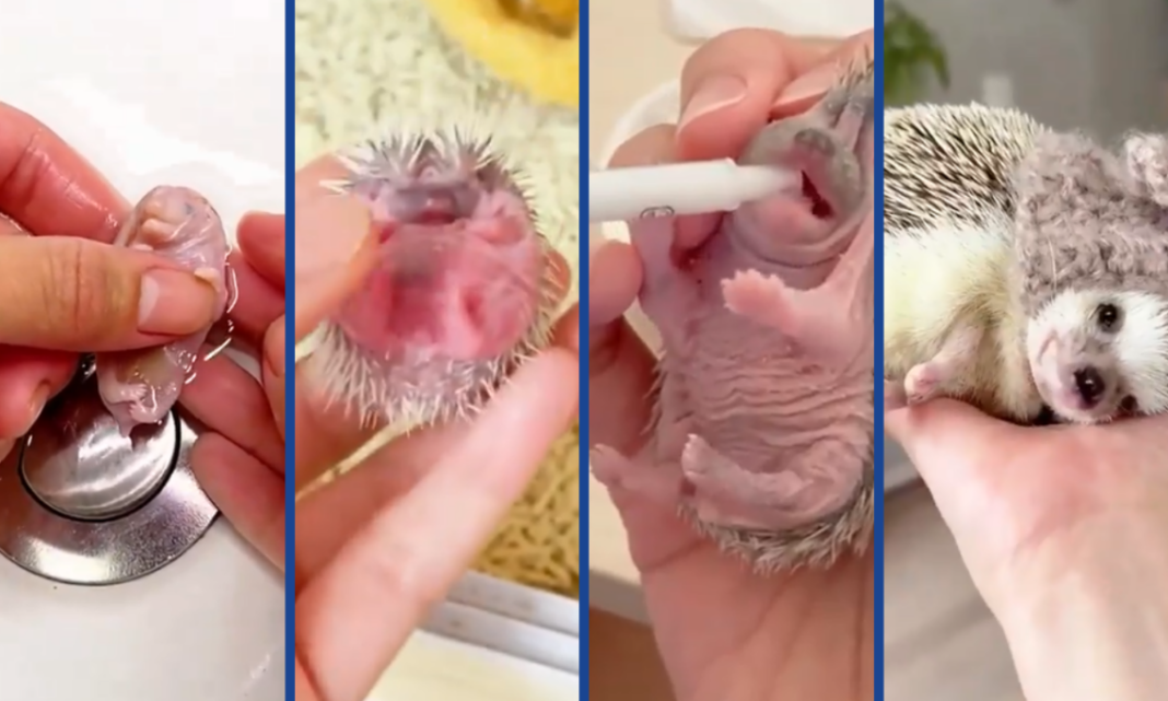 Un-amor-viral-Una-mujer-rescato-y-adopto-un-erizo-recien-nacido-de-la-calle-1140x684