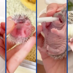 En un acto de amor, mujer salva y adopta a un erizo