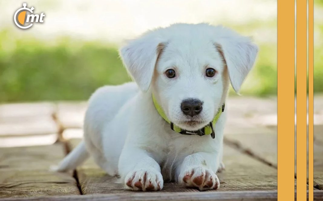 de-cuanto-es-la-multa