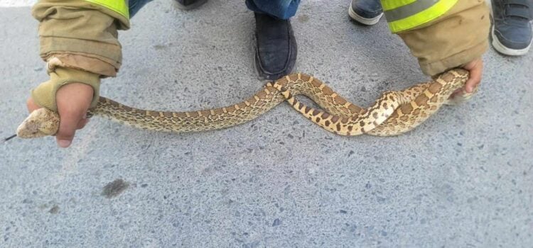 Vibora_Matamoros-transformed-750x350