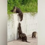 La familia nunca se abandona