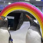 Fallece Sphen, uno de los pingüinos de la famosa pareja gay cuya historia de amor cautivó al mundo