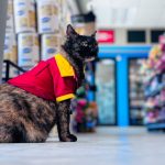 Gatita en Oxxo de Matamoros conquista corazones con su uniforme