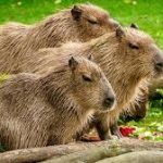 Día del Capibara: los roedores más amistosos y ahora, peluches de moda