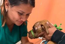 El Gobierno de Matamoros comparte avances médicos de los perritos rescatados