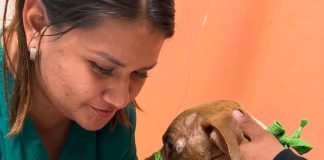 El Gobierno de Matamoros comparte avances médicos de los perritos rescatados